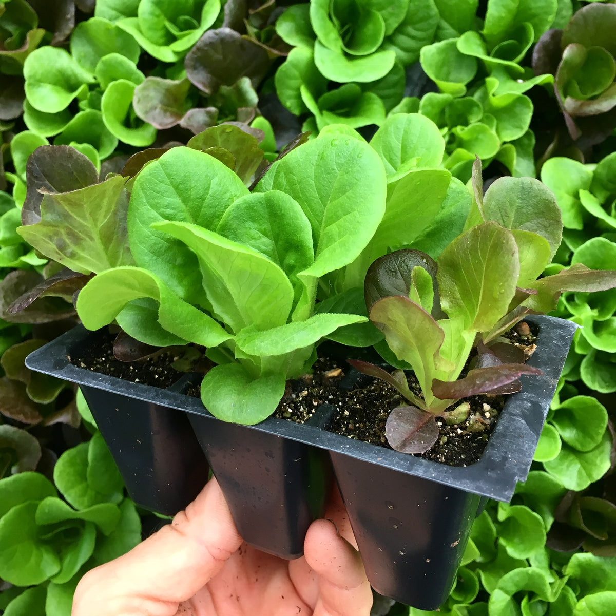 Mixed Salanova - 6 pack