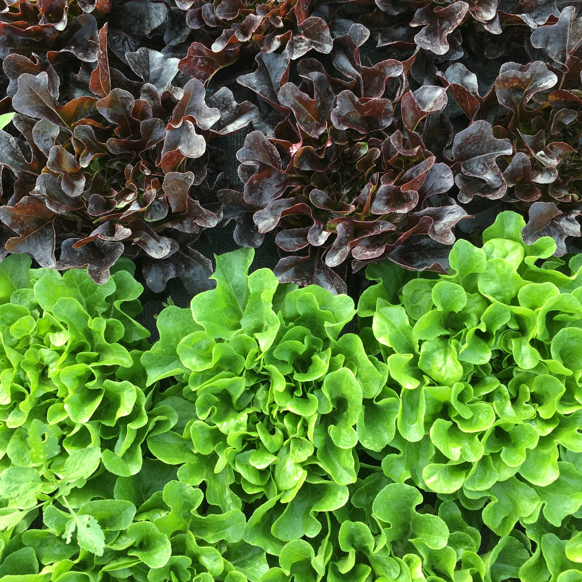 Green Oakleaf Salanova Lettuce