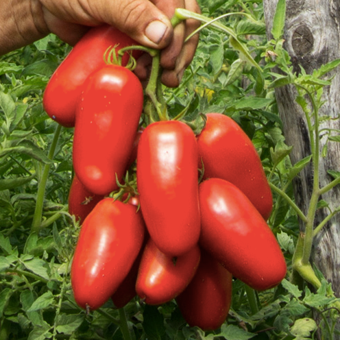 San Marzano Tomato