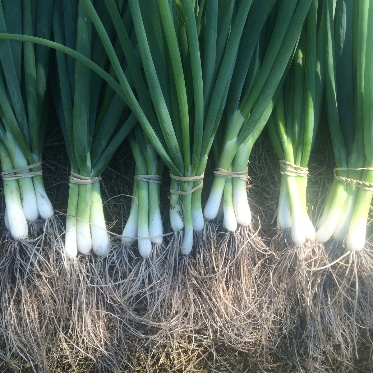 Japanese Bunching Onion Seed Packet