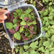 Purple Shiso