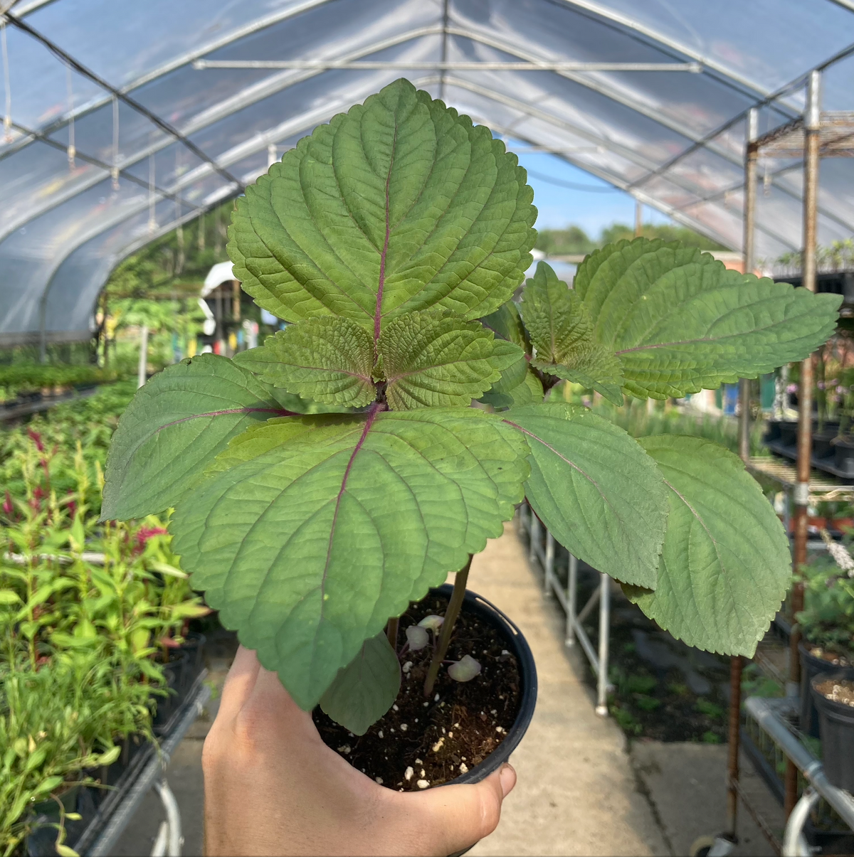 Purple Shiso