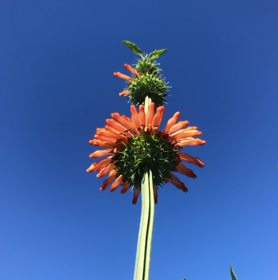 KLIP DAGGA (Leonotis Nepetifolia) 100 SEEDS