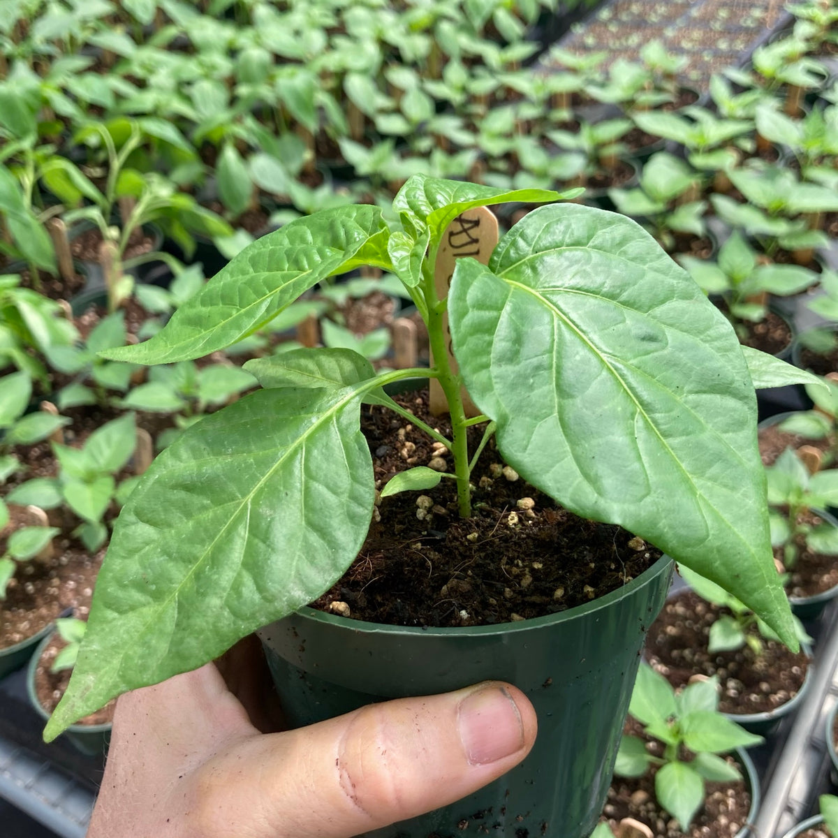 Yellow Biquinho Pepper