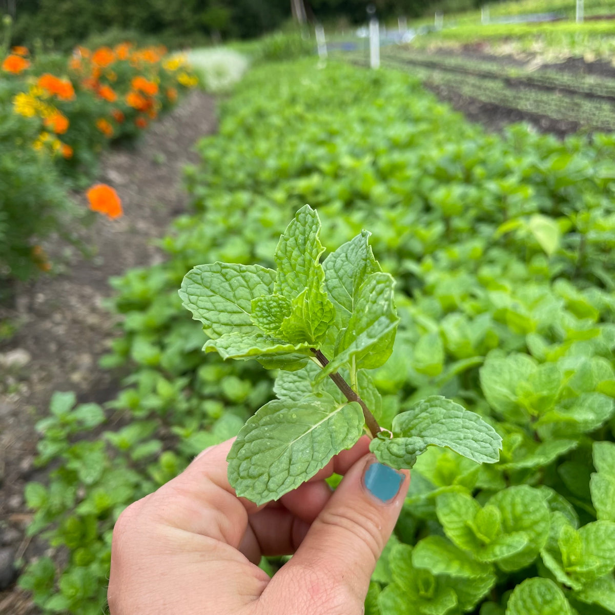 Spearmint
