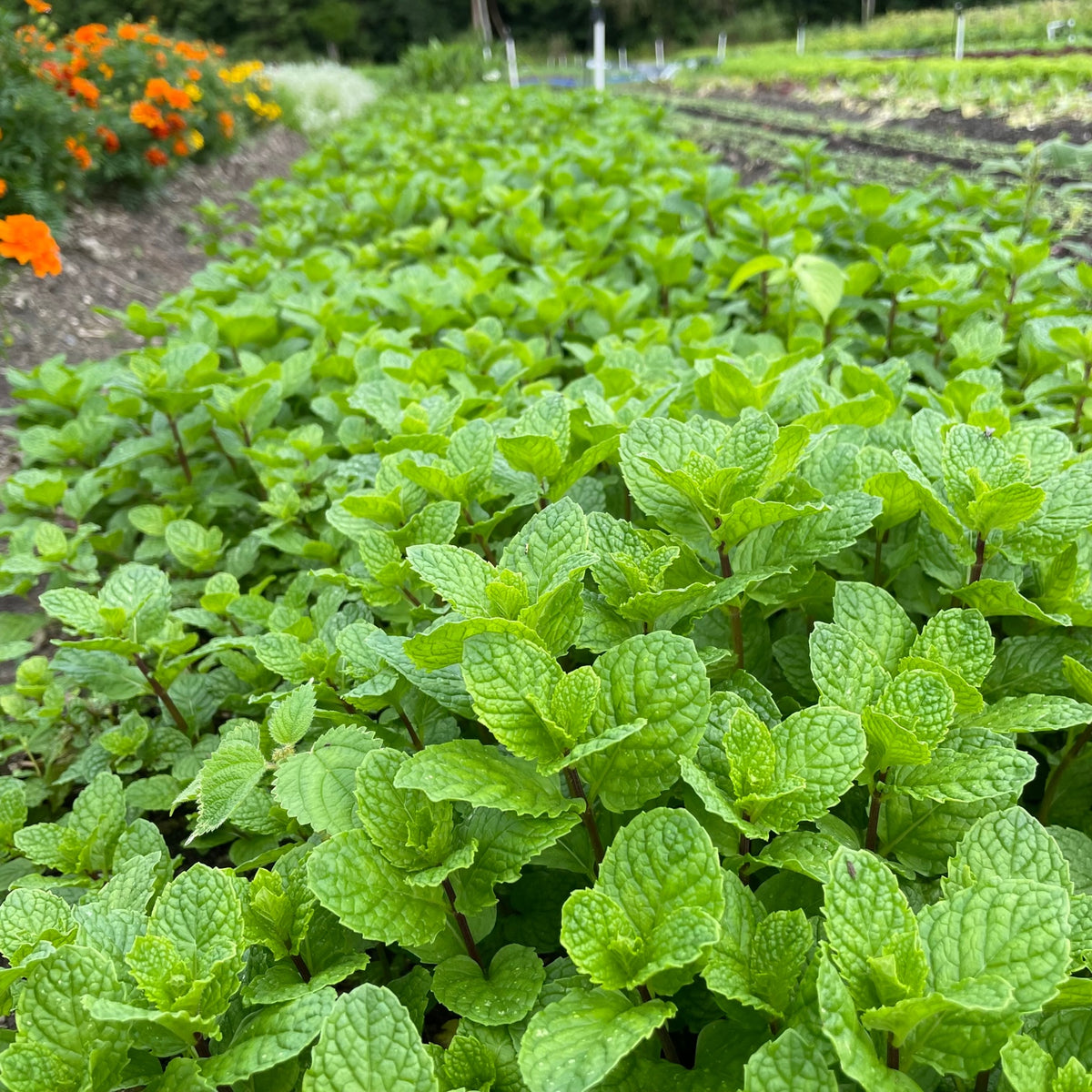 Spearmint