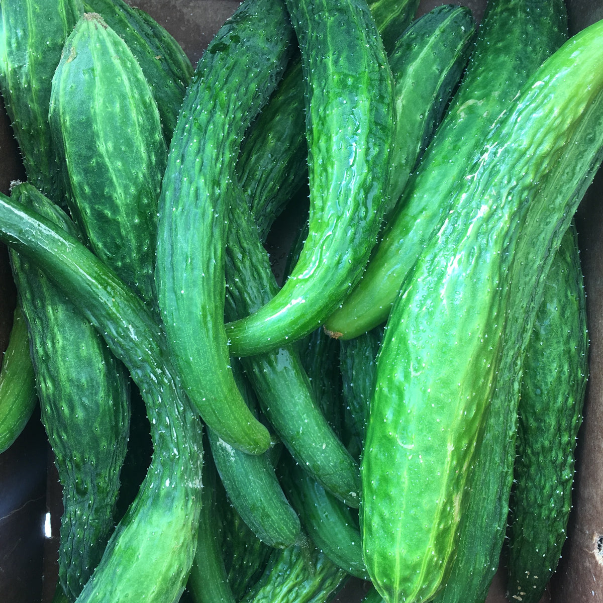 Suyo Long Cucumber Seed Packet
