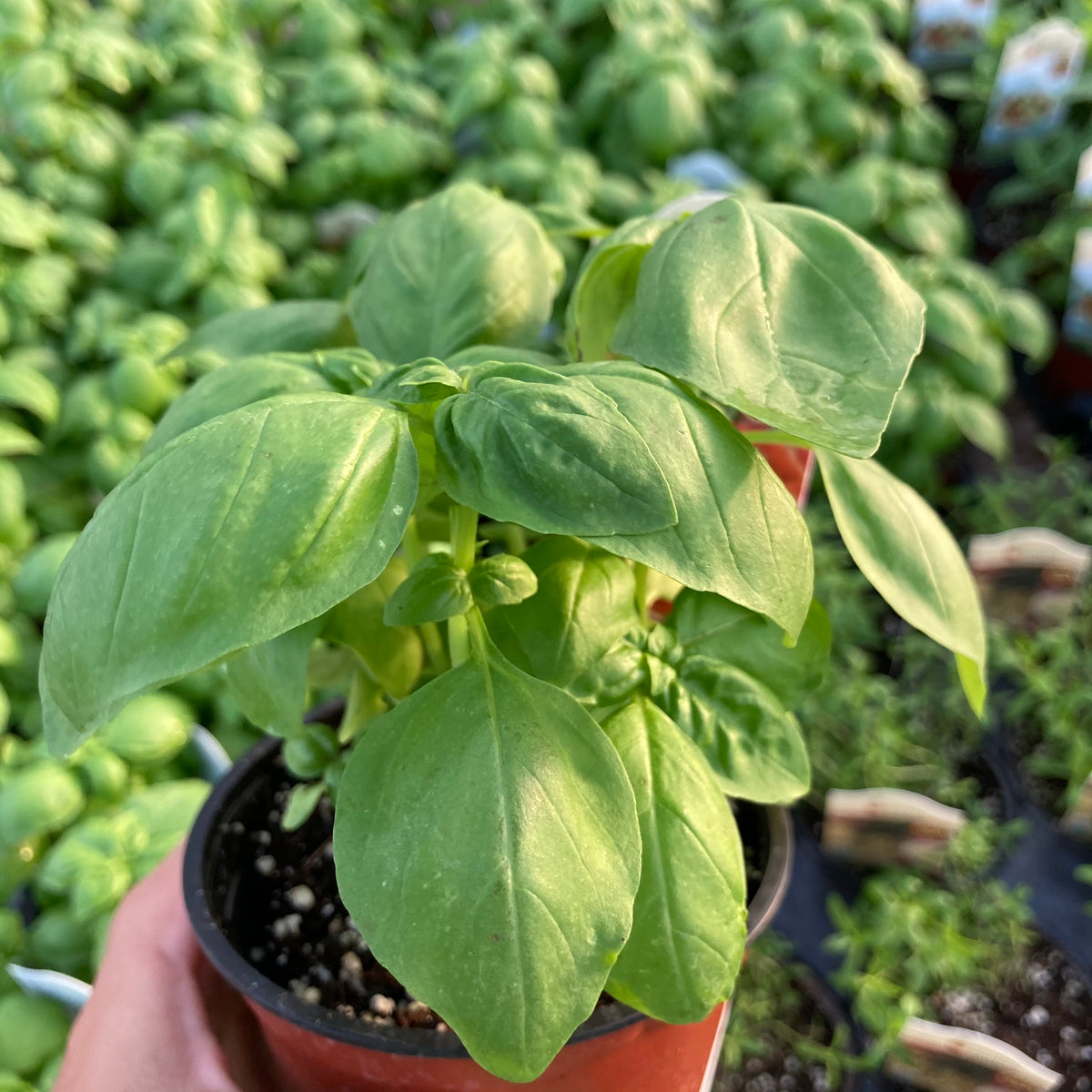 Prospera Genovese Basil