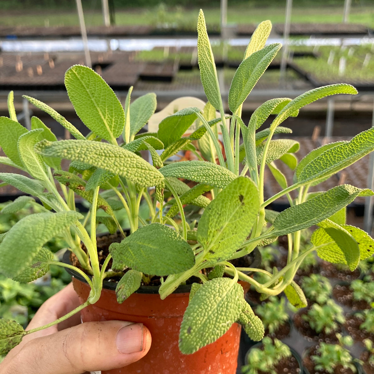 Swordleaf Culinary Sage