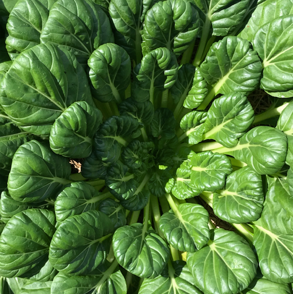 Tatsoi Seed Packet