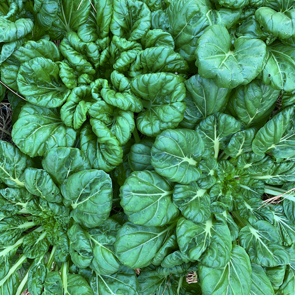 Tatsoi Seed Packet