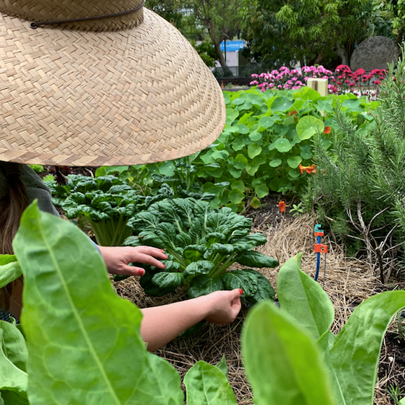 Tatsoi Seed Packet