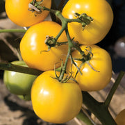 Taxi Slicer Tomato