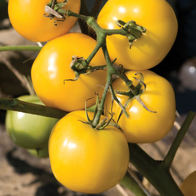 Taxi Slicer Tomato