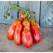 Ten Fingers of Naples Paste Tomato