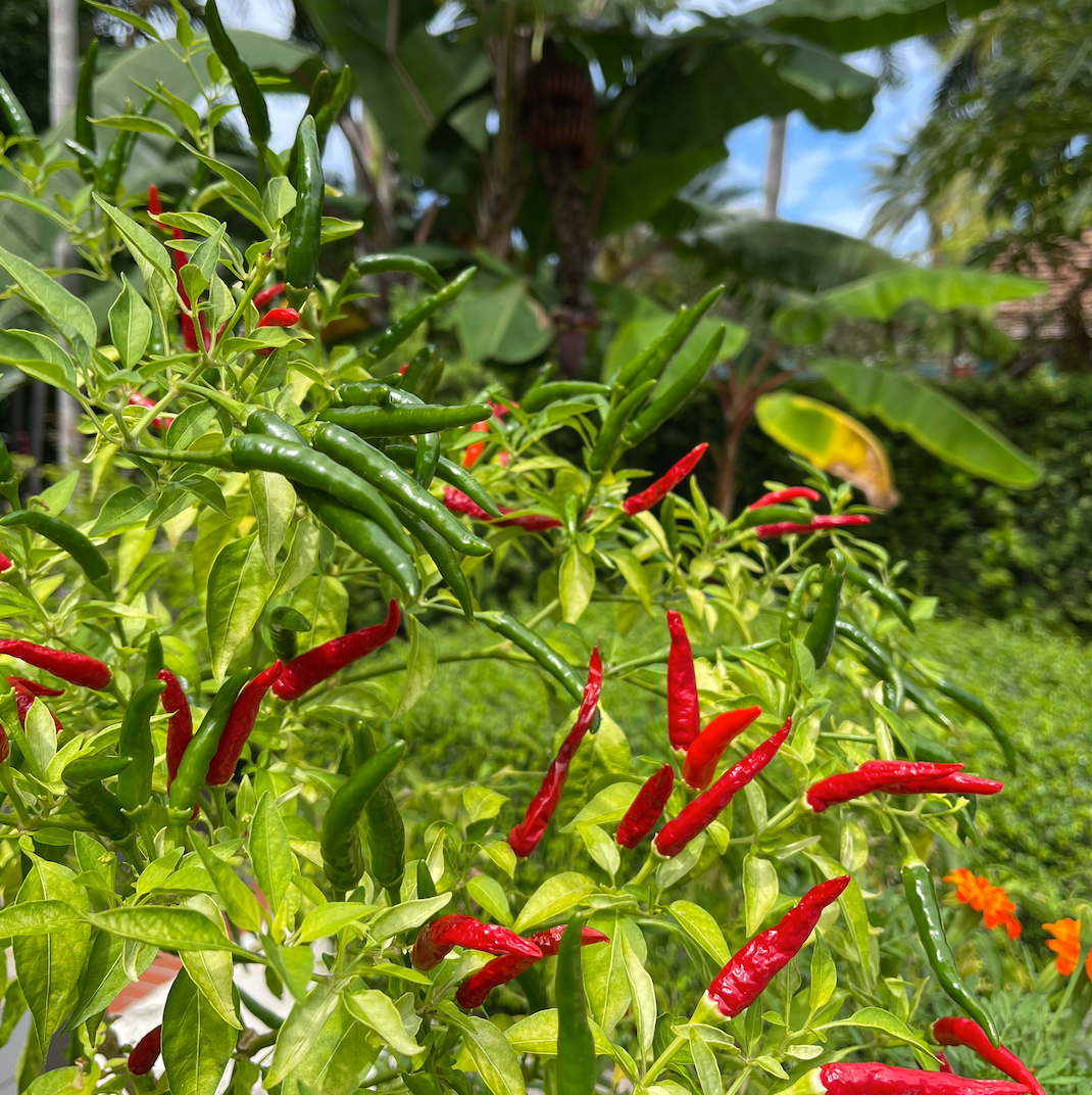 Thai Red Chili Pepper