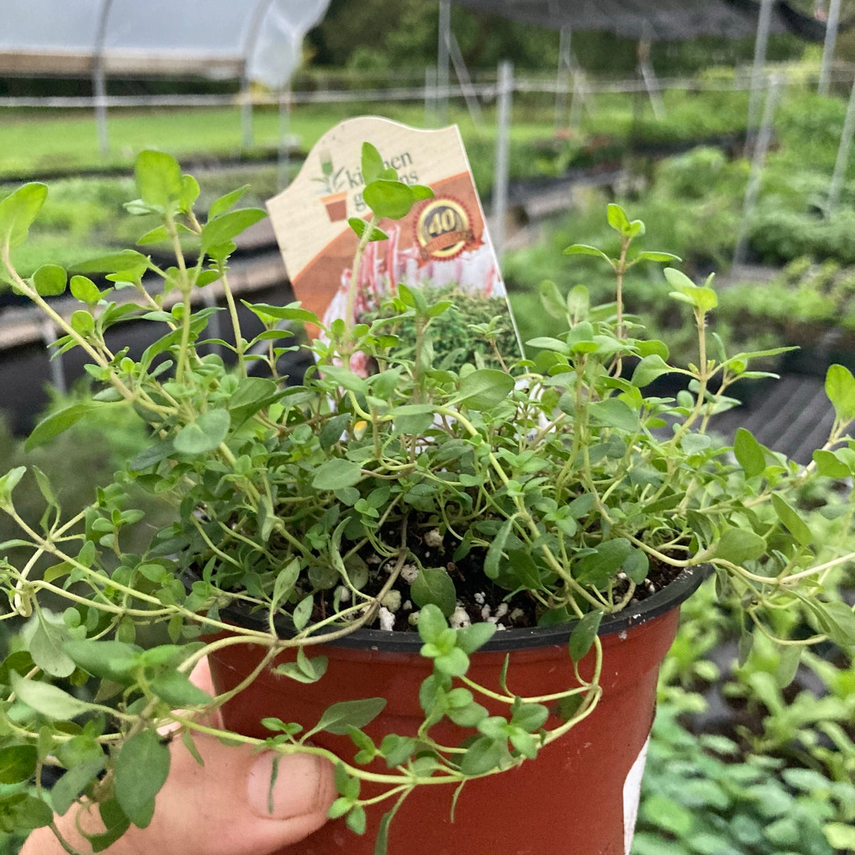 Culinary Thyme