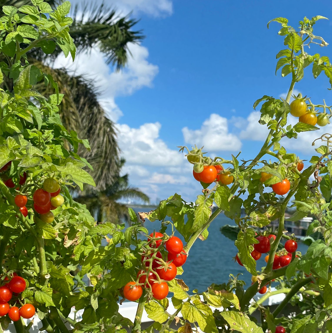 Tidy Treats Cherry Tomato
