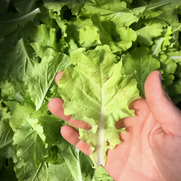 Tokyo Bekana aka Pei Tsai Greens Seed Packet