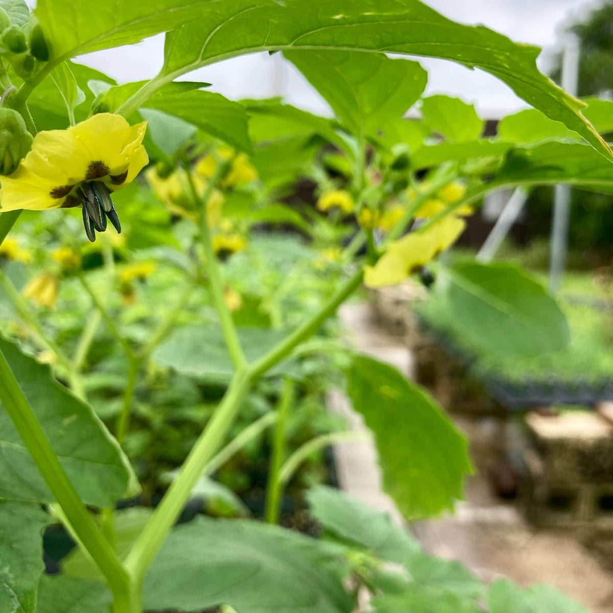 Green Tomatillo