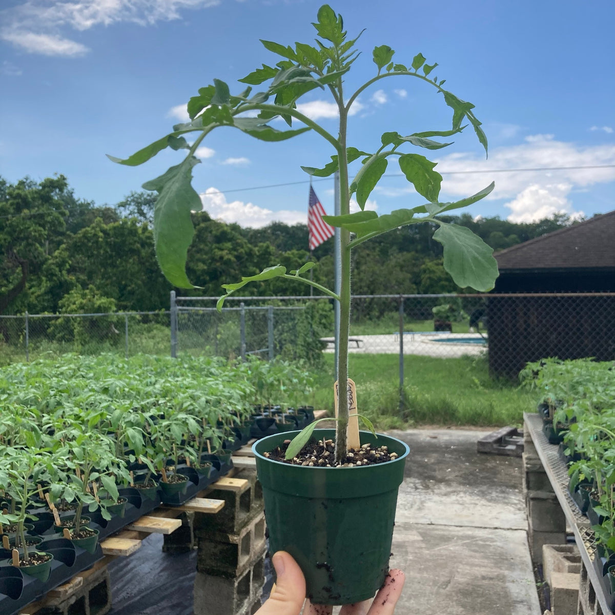 Mortgage Lifter Large Tomato