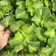 Cuban Oregano, tricolored