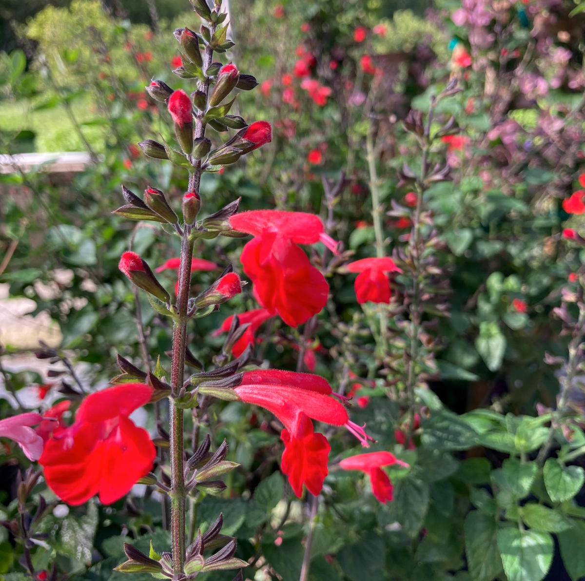 Native Tropical Sage