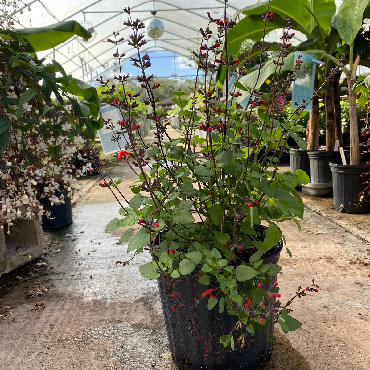 Native Tropical Sage