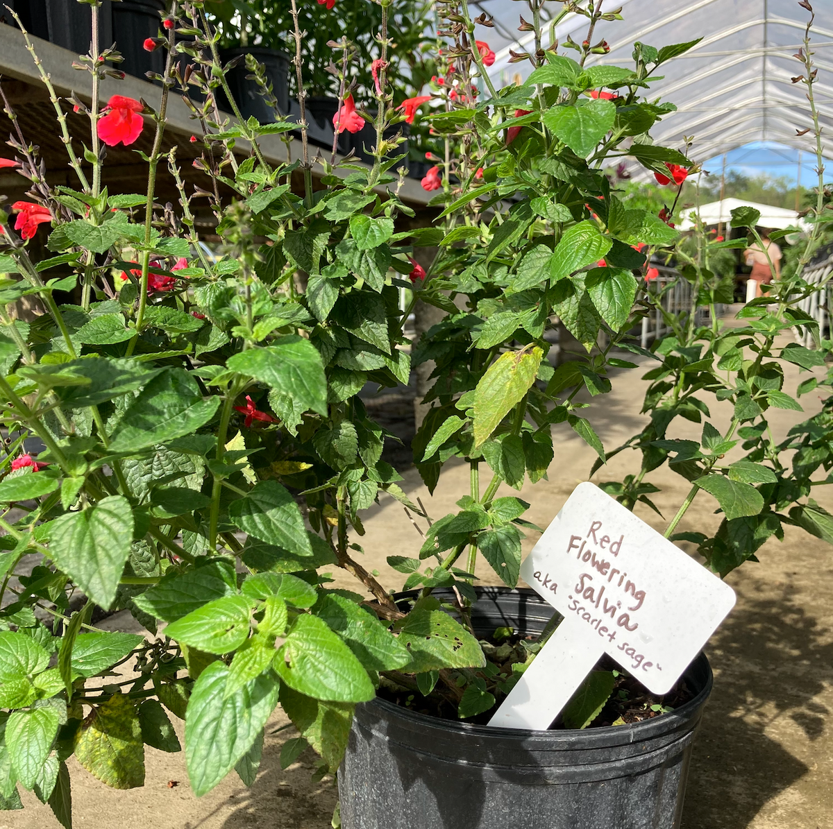 Native Tropical Sage