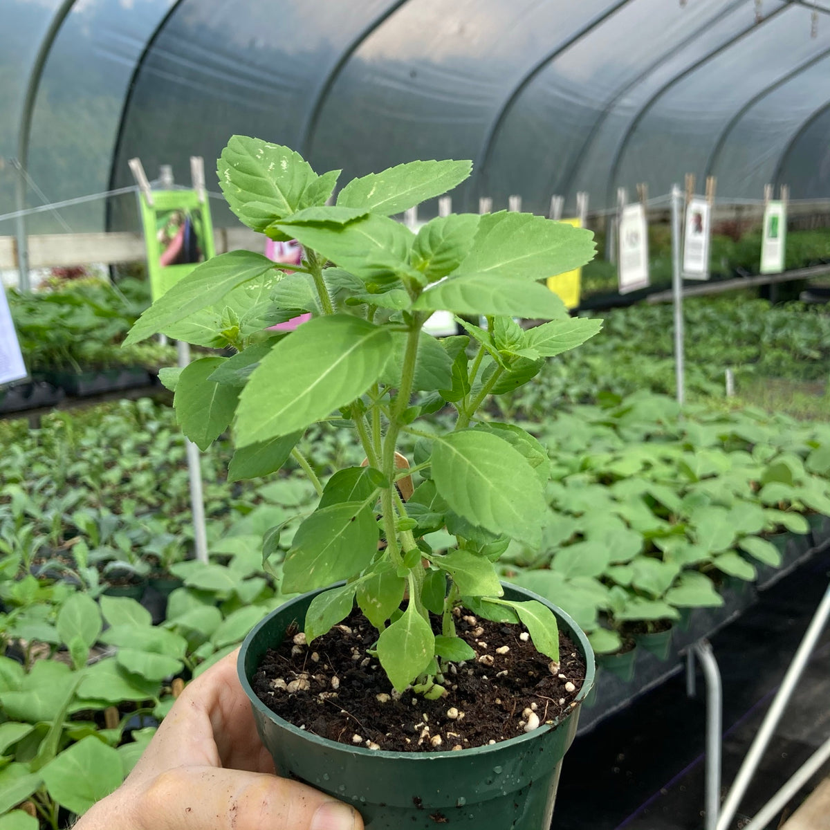 Krishna Holy Basil / Tulsi