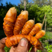 Turmeric plant