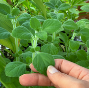 Vicks Plant