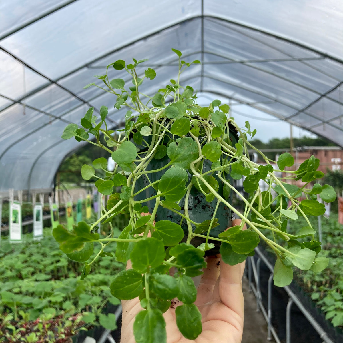 Watercress