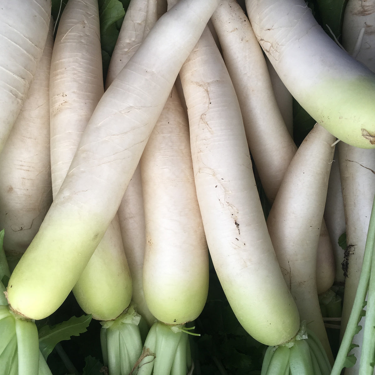 Fujikaze White Daikon Seed Packet