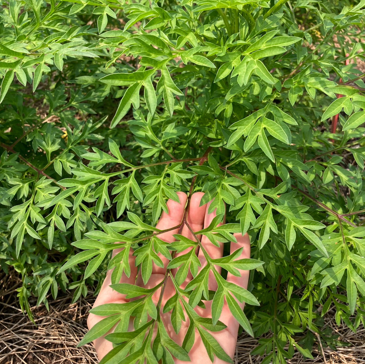 WILD COSMO (COSMO CAUDATUS) 30 SEEDS no
