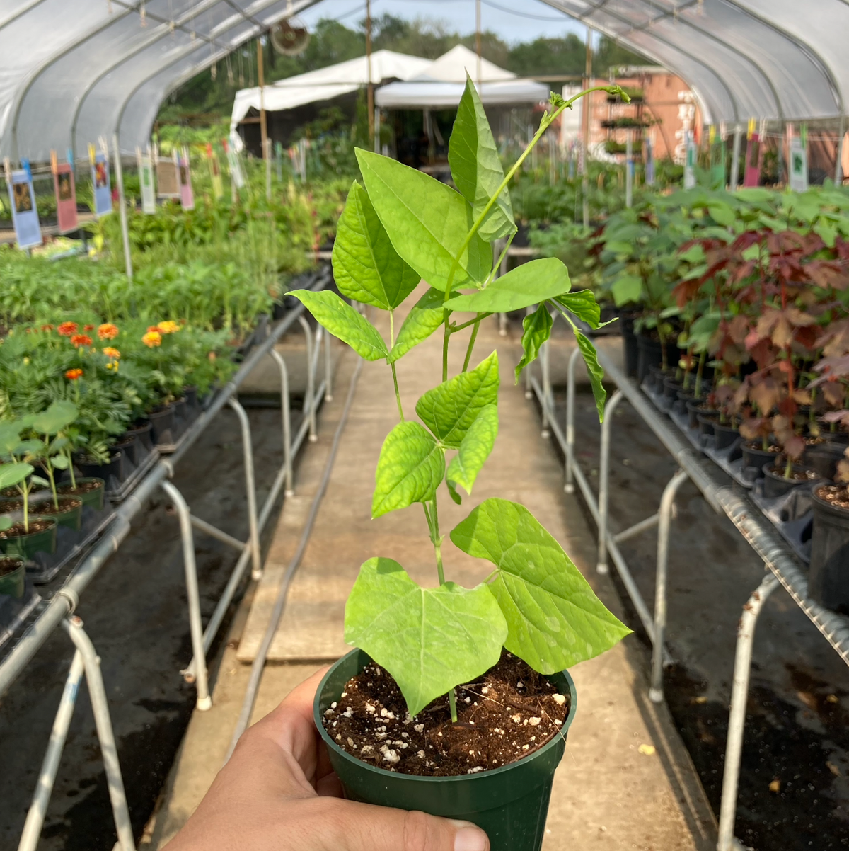 Winged Bean, Day Neutral