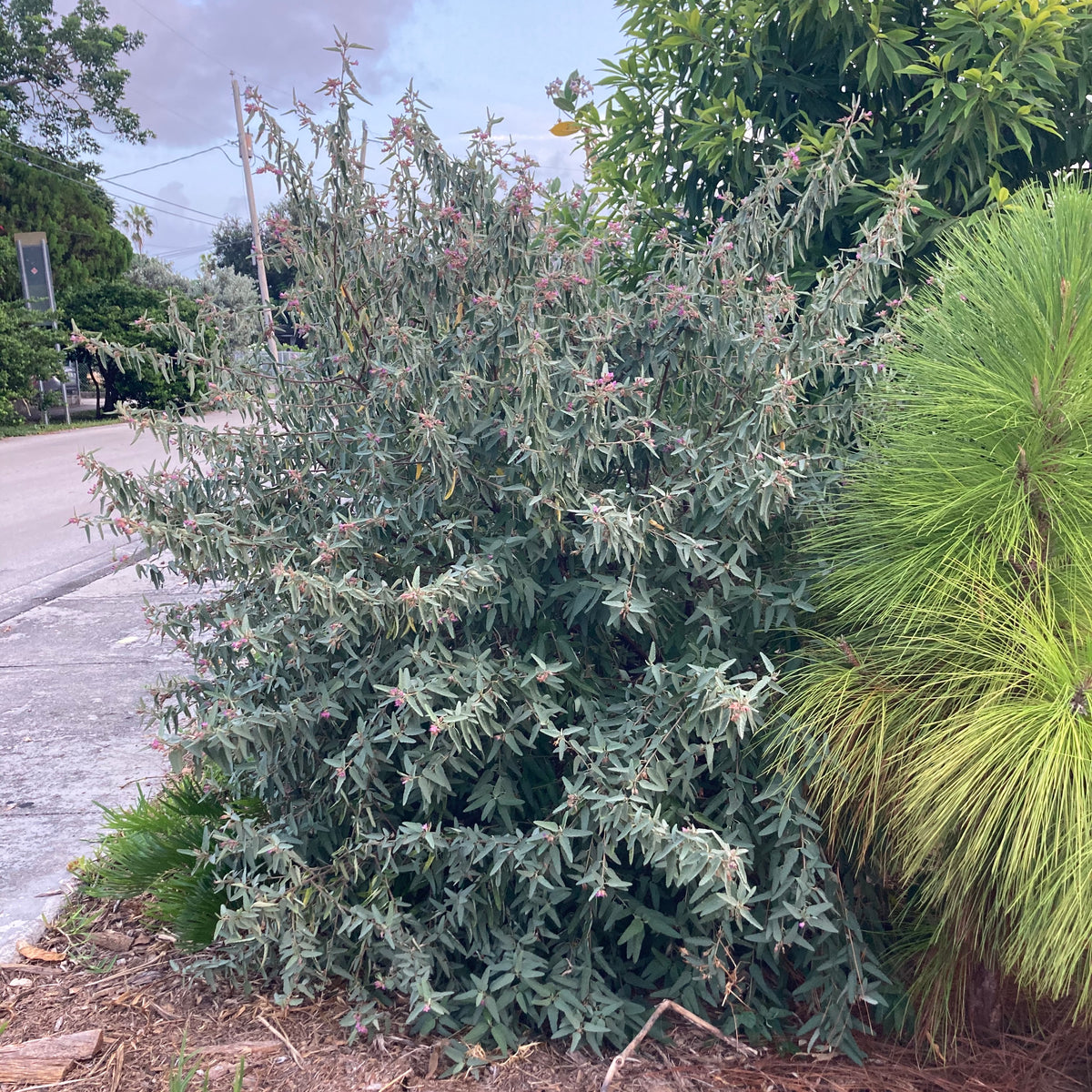Wooly Tea Bush
