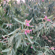 Wooly Tea Bush
