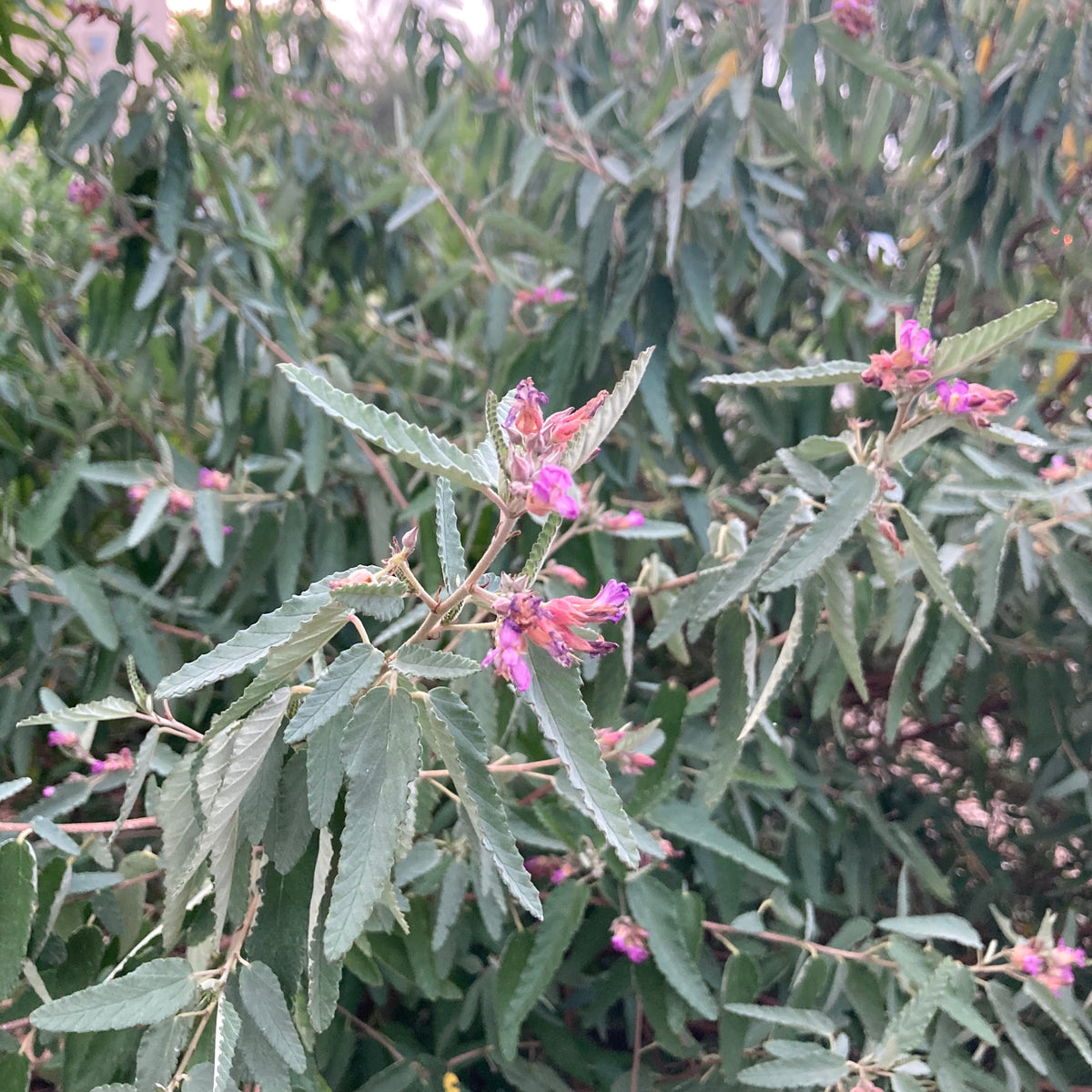 Wooly Tea Bush