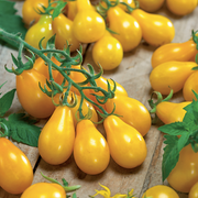 Yellow Pear Tomato