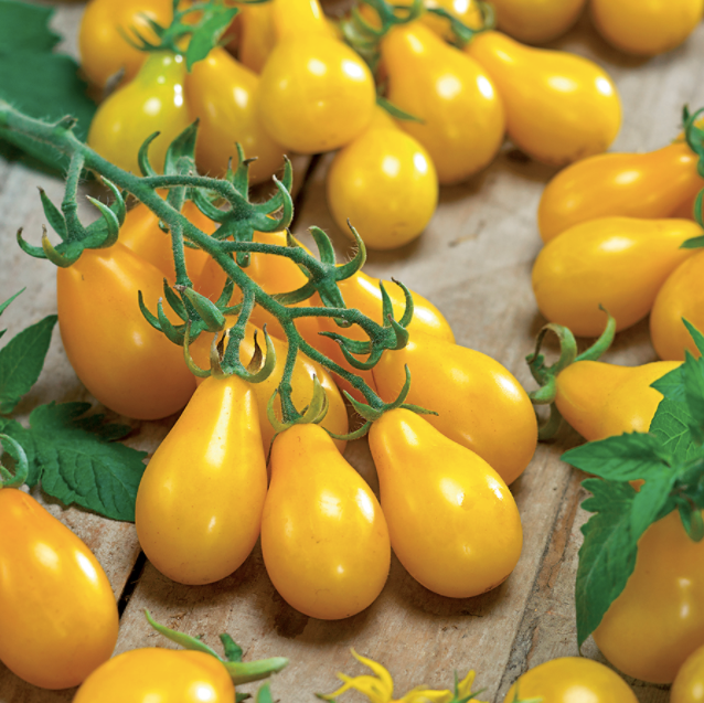 Yellow Pear Tomato