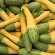 Zephyr Squash