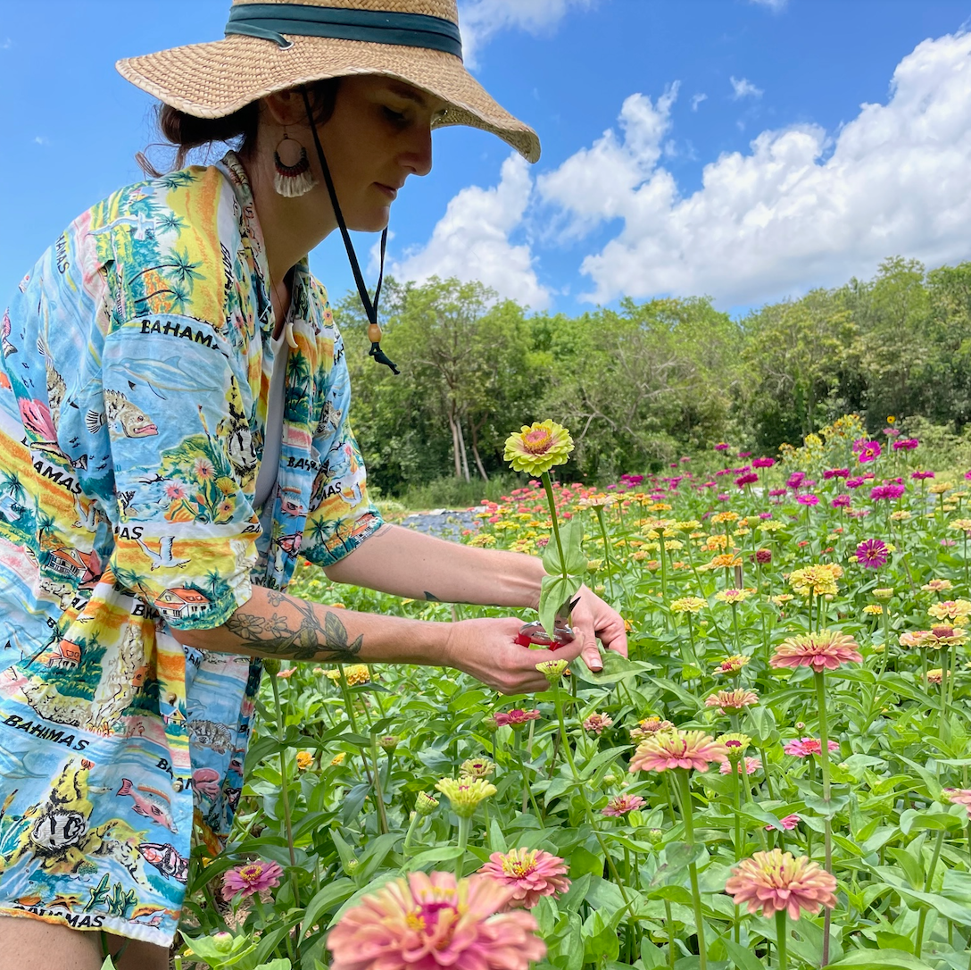 Zinnia Mix 6 pack